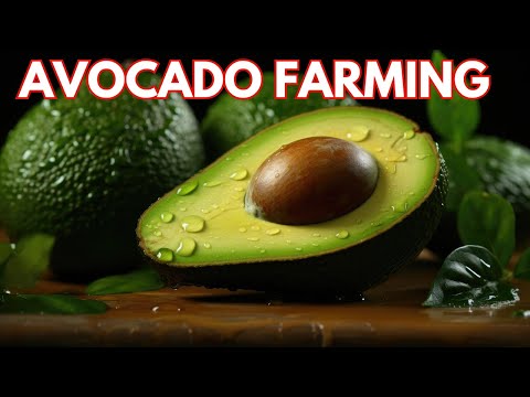Avocado Farming Business Plan | How to Grow Avocado Step by Step | Avocado Fruit Cultivation Tips [Video]