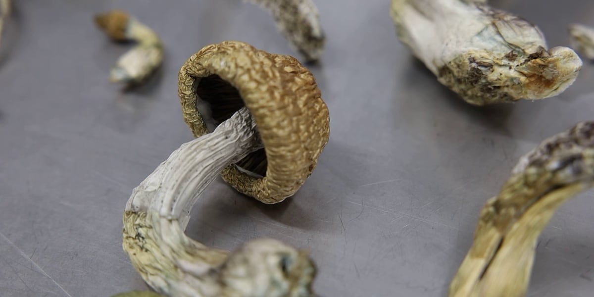 Push to legalize psychedelic mushrooms fuels black market boom in Arizona [Video]