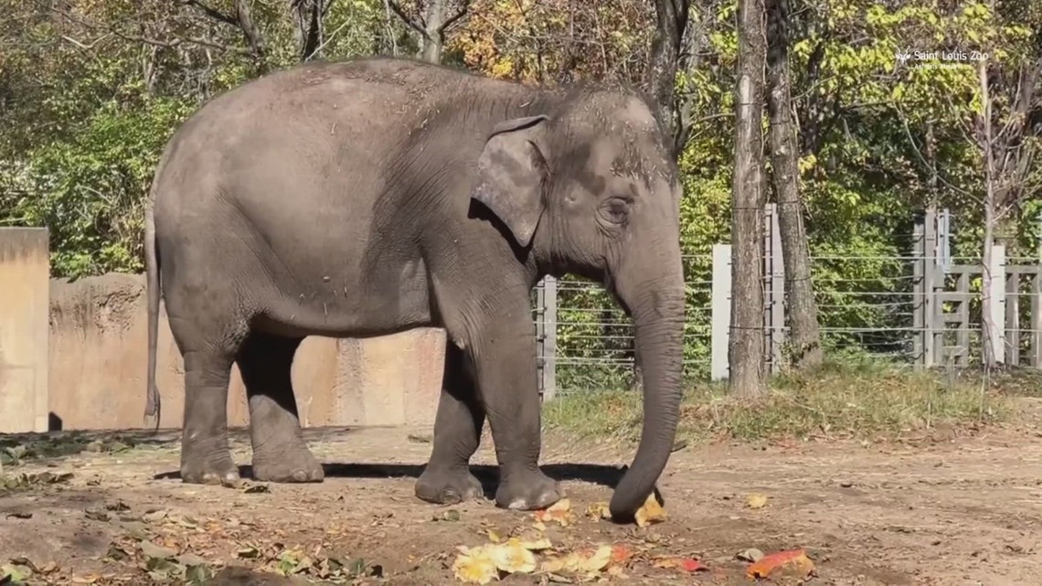 Denver Zoo is renamed after 128 years [Video]