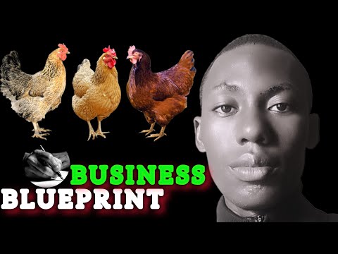 BUSINESS PLAN to become a MILLIONAIRE from local chicken farming in Ghana [Video]