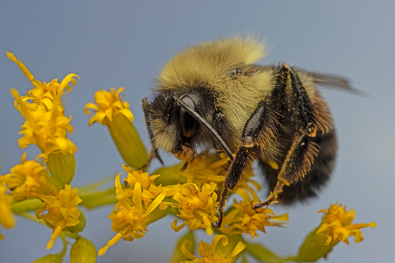 Heres the buzz on making your yard a haven for pollinators [Video]