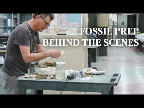 Go Behind the Scenes in a Dinosaur Fossil Laboratory with AMNH  Adafruit Industries  Makers, hackers, artists, designers and engineers! [Video]