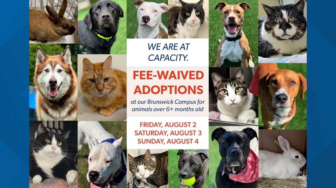 Midcoast Humane waives adoption fees after reaching capacity [Video]