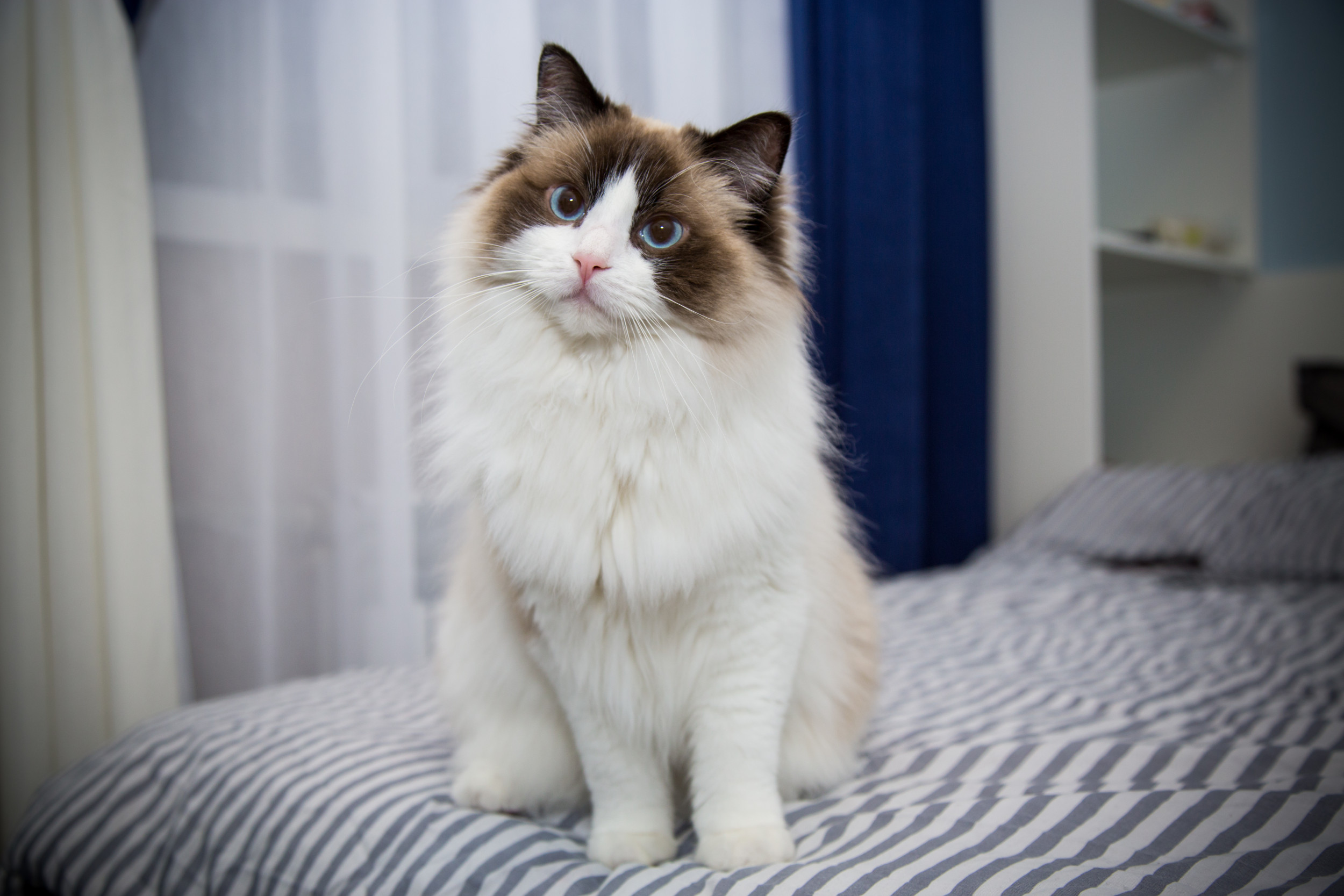 Ragdoll Cat Thinks ‘Screaming Kids Are Meowing,’ So He Answers [Video]