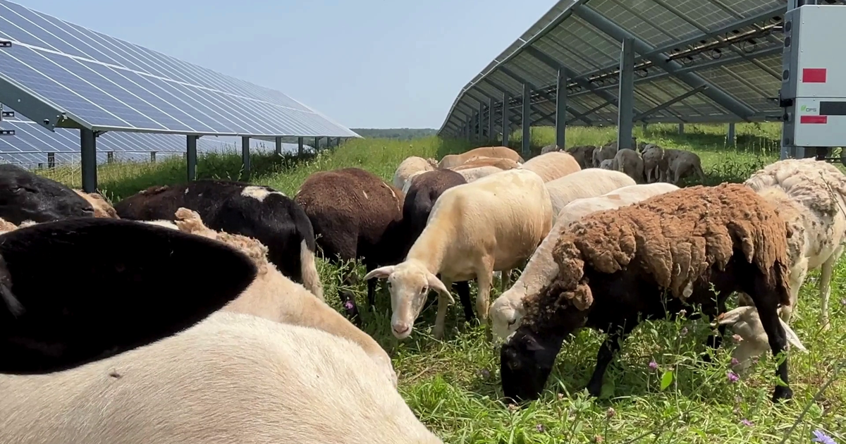 Sheep Keep the Grass Maintained at Local Solar Fields | Local Business [Video]