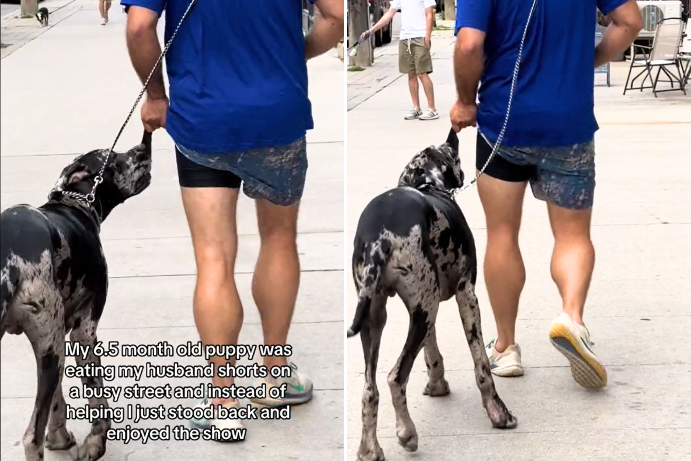 Owner Puts Great Dane’s Ball in His PocketDog’s Reaction Is Priceless [Video]