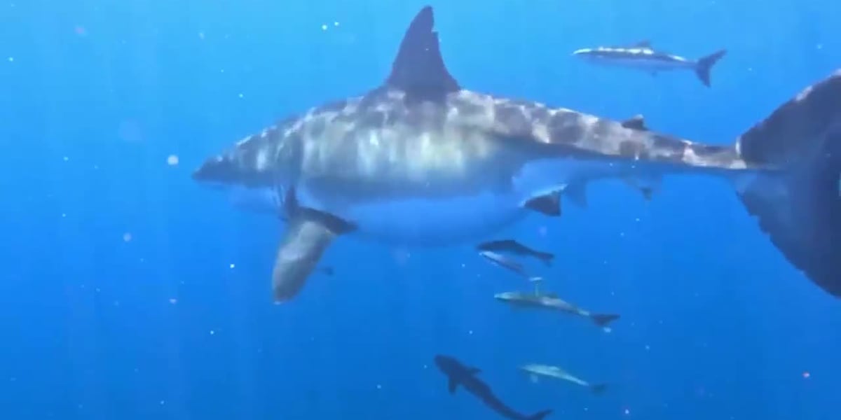 Fishermen capture video of great white shark that took a bite out of their boat