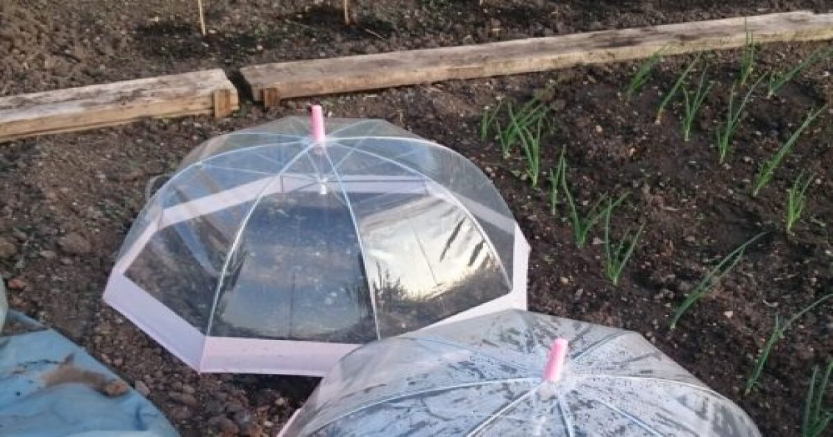 Make a DIY mini greenhouse with clear umbrellas [Video]