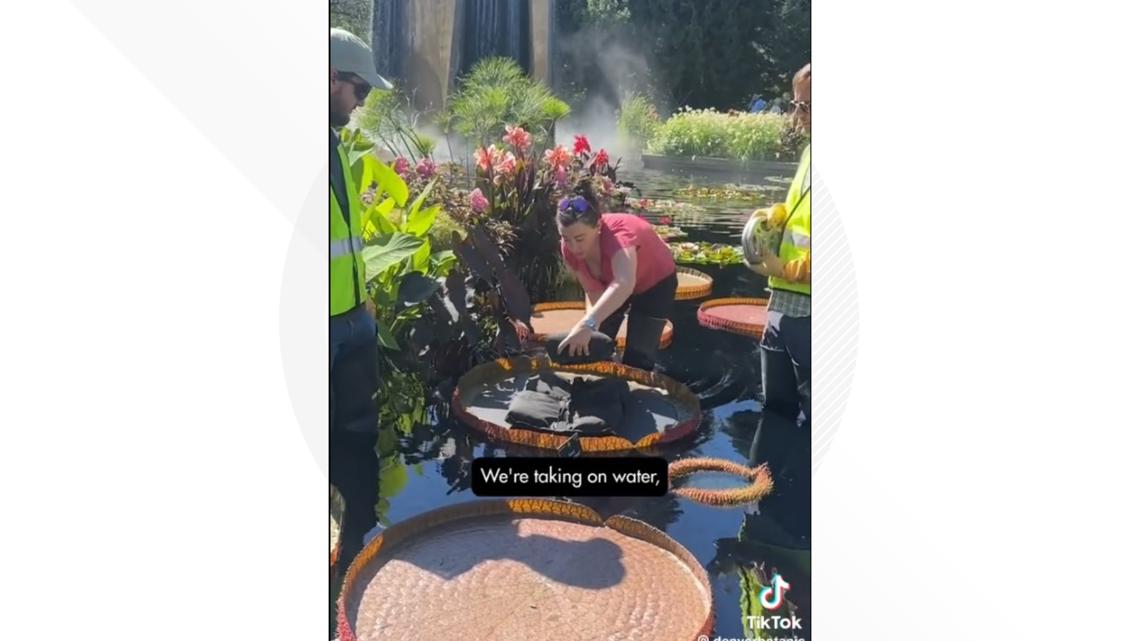 Denver Botanic Gardens starts viral water lily weigh-off competition [Video]