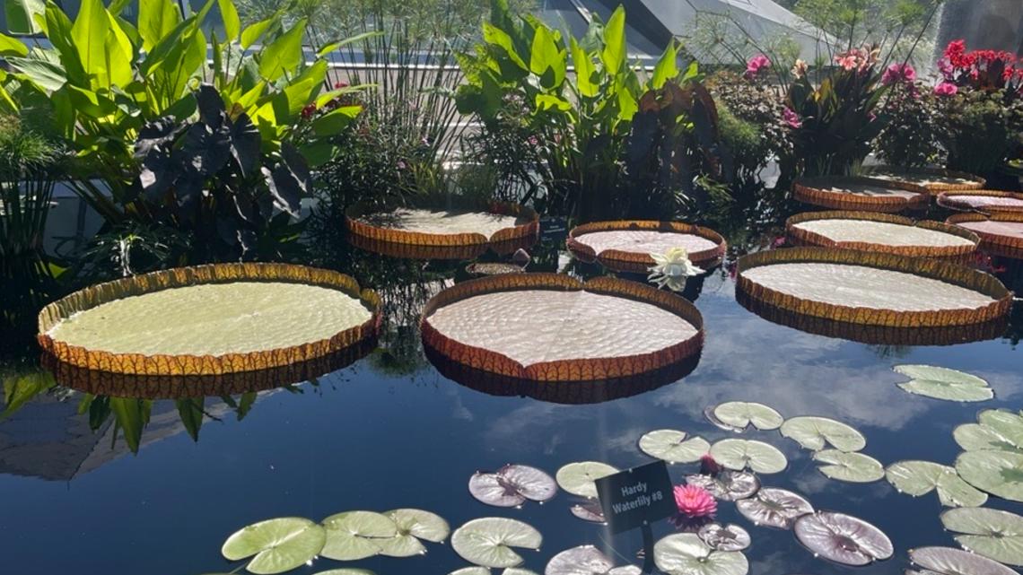 Denver Botanic Gardens starts viral water lily competition [Video]