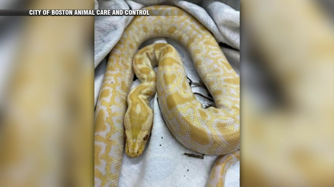 Animal control looking for owner of yellow python found in Brighton – Boston News, Weather, Sports [Video]