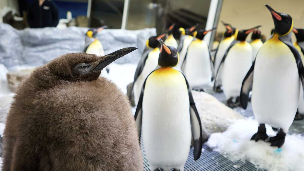 Huge Australian king penguin chick grows into social media star [Video]