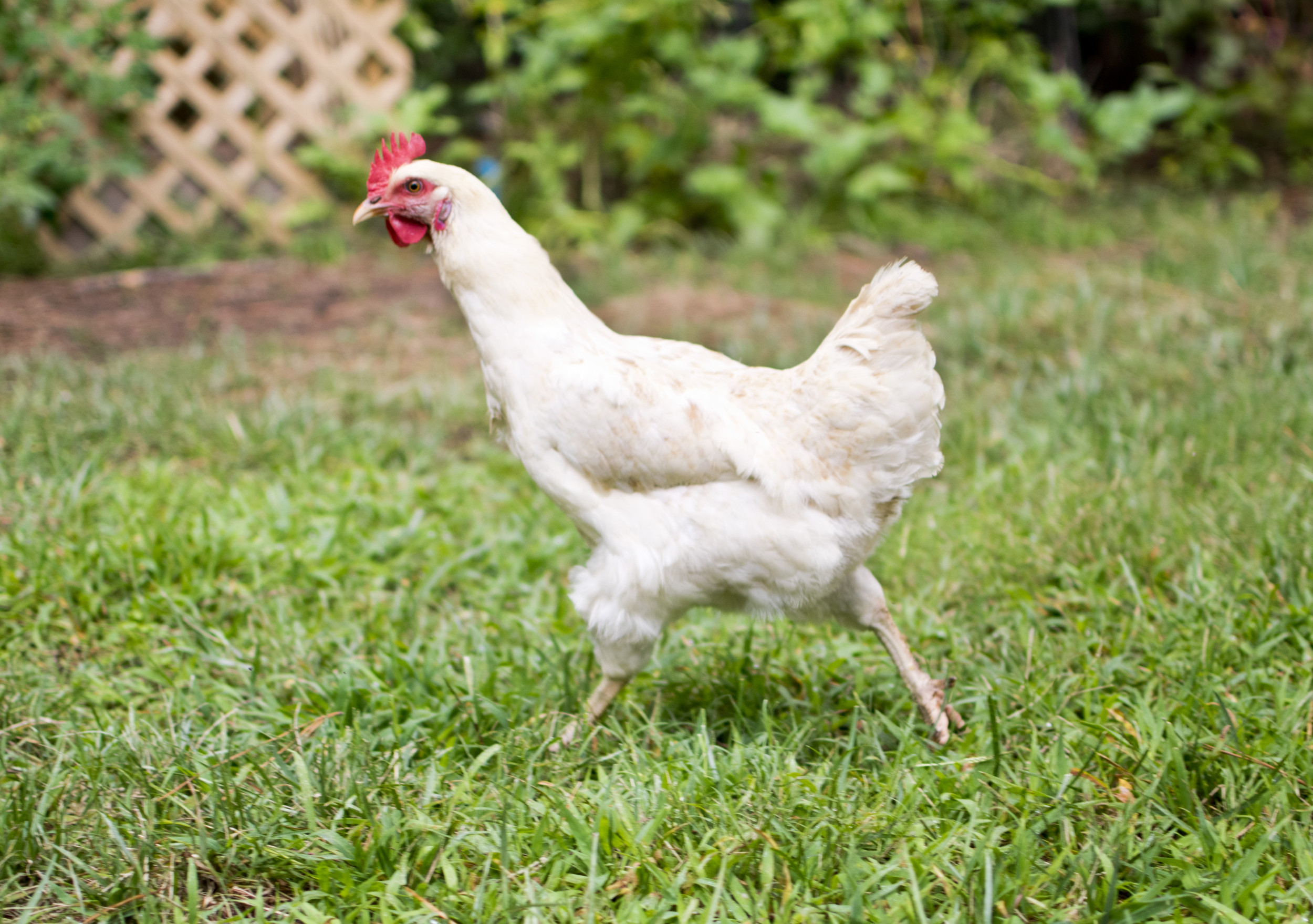 Internet Invested As Chicken Chased by Eagle on Ranch: ‘So Stressed’ [Video]