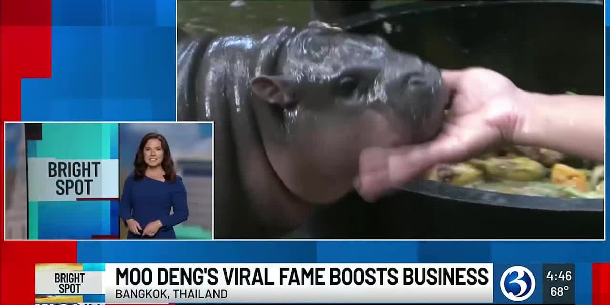 BRIGHT SPOT: Viral Thailand Hippo, Moo Deng [Video]