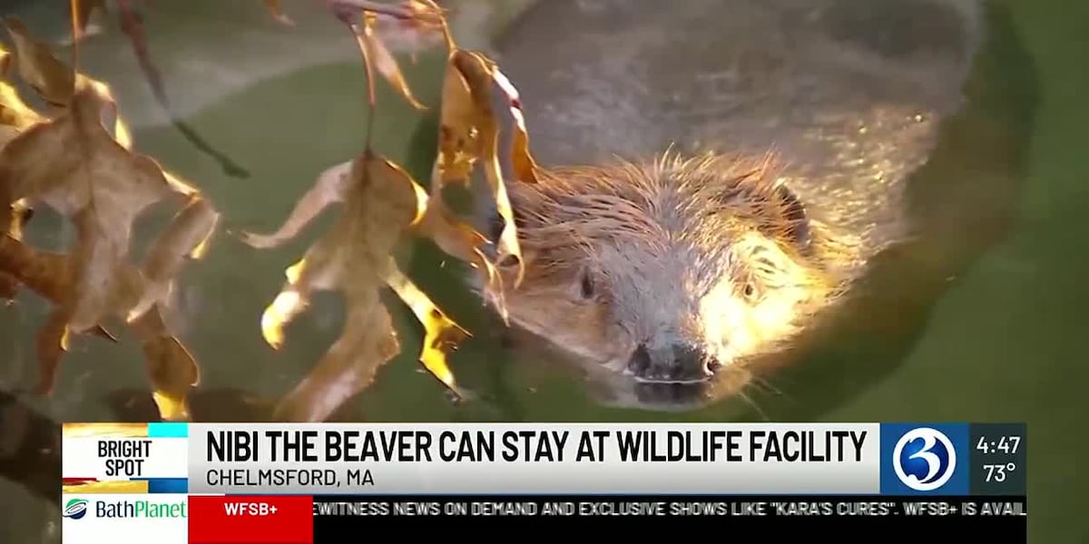 BRIGHT SPOT: ‘Nibi’ the beaver settles into her new home [Video]