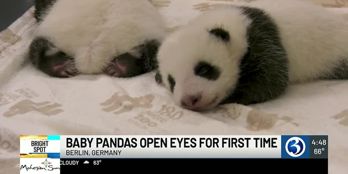 BRIGHT SPOT: Two panda cubs open their eyes for first time [Video]