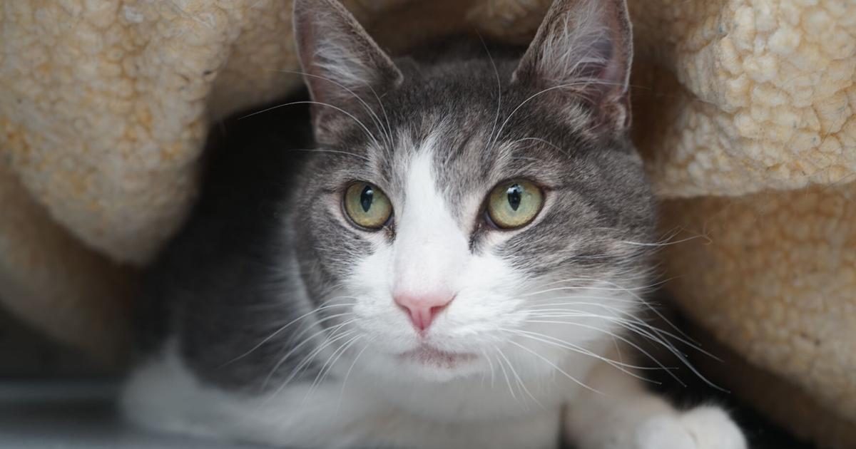 Colorado shelter cat goes viral on TikTok as turtle cat | Arts & Entertainment [Video]