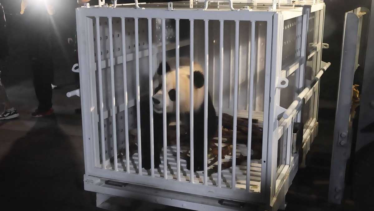 Chinas new panda diplomats arrive in the US. Next stop is the National Zoo [Video]