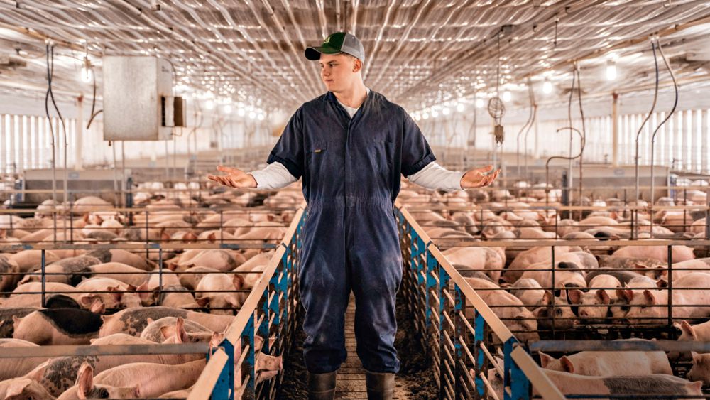 Pork producer gives consumers a peek behind the curtain through social media [Video]