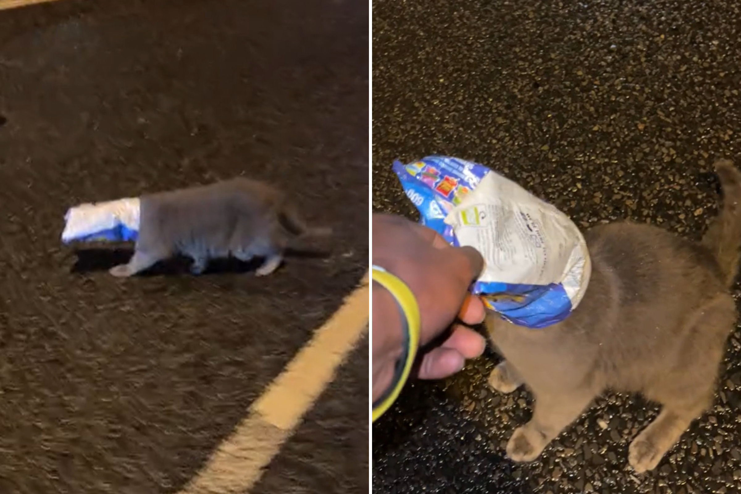 Cat With Chip Packet Stuck on Head Is Saved From Busy Road [Video]