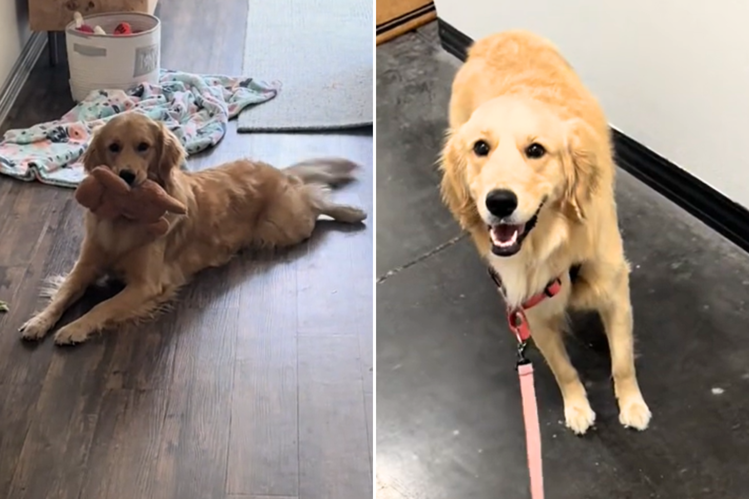 Dog Walker Starts New Job, Gets the Most Golden Retriever Welcome [Video]