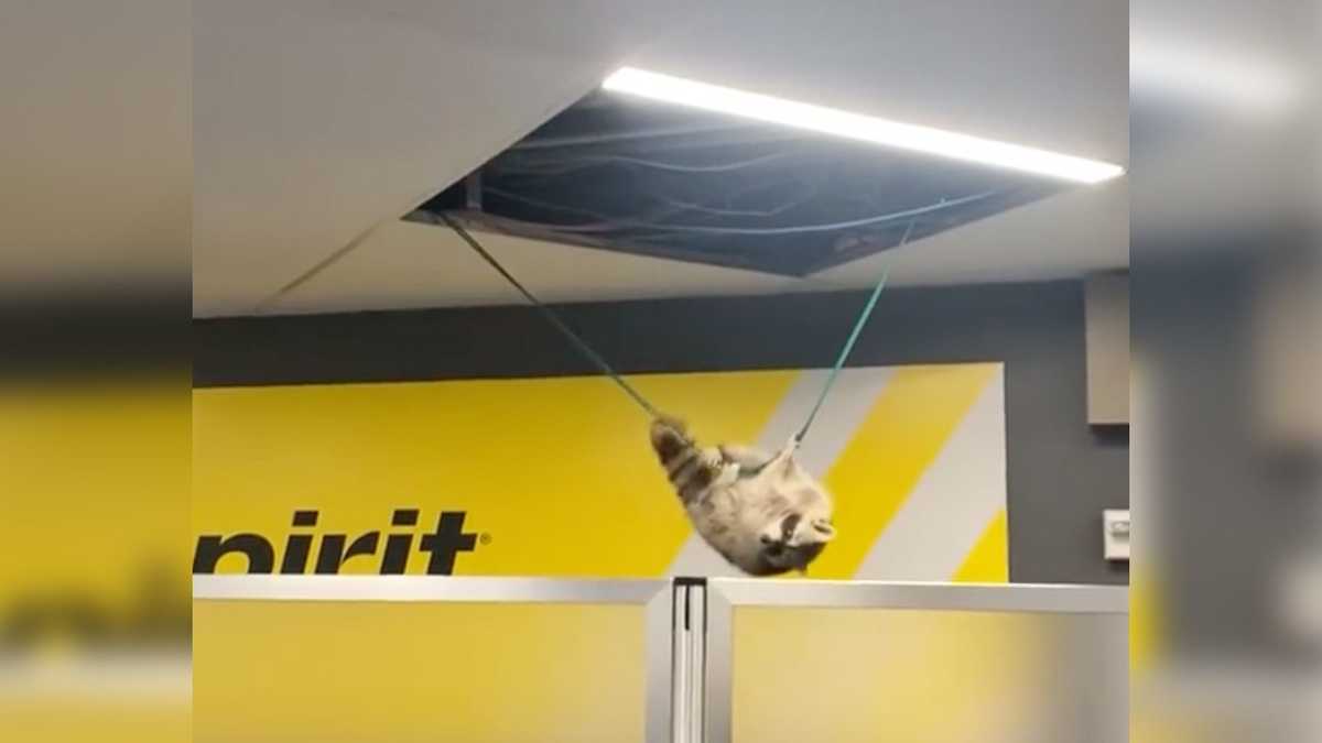 Raccoon drops from ceiling at LaGuardia Airport and goes on the run [Video]