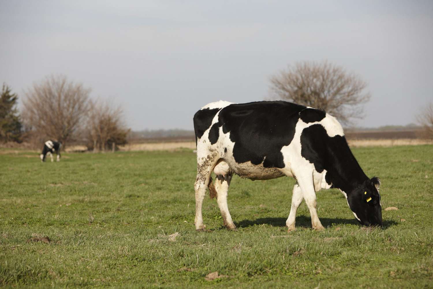 USDA Calls Dairy Farmer Vote on Milk Marketing Order Update [Video]