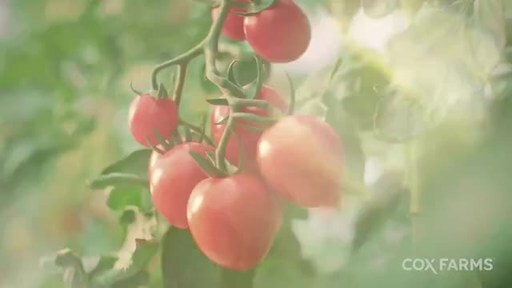 Cox Farms Now North America’s Largest Greenhouse Operator [Video]