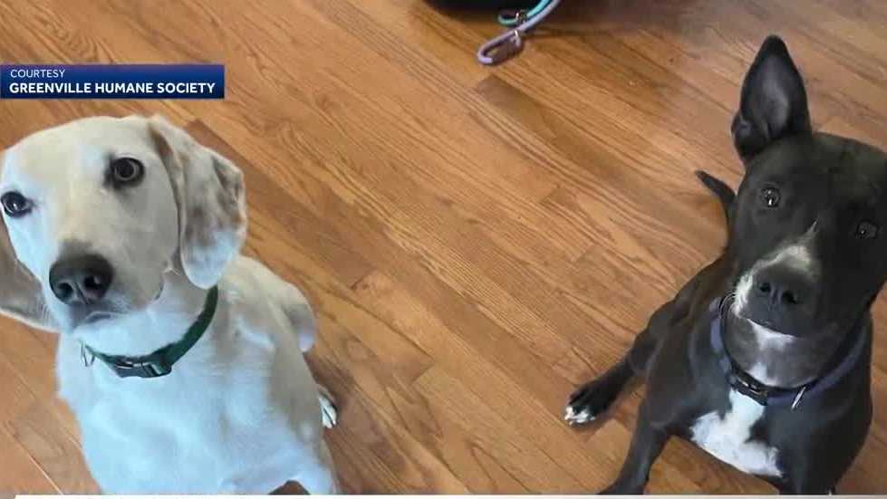 Greenville dogs adopted together after becoming best friends [Video]