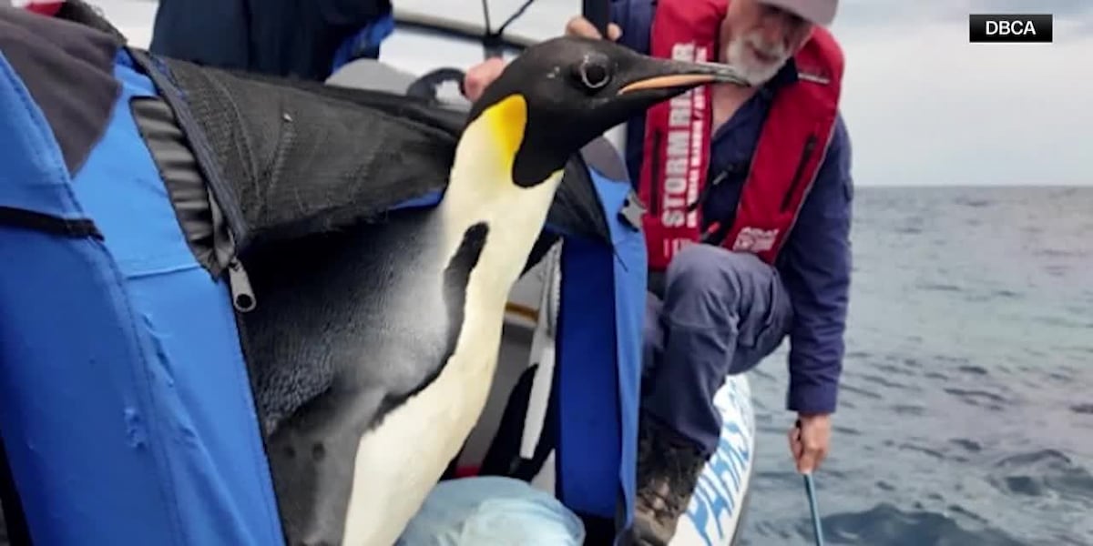 Emperor penguin found in Australia released with hopes of return to Antarctica [Video]