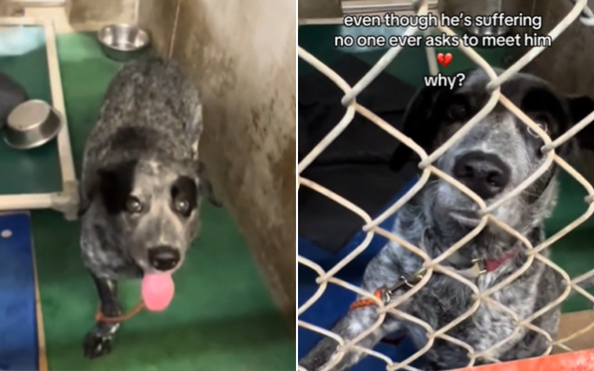 Shelter Dog Who Lost a Leg Struggling As ‘No One Ever Asks To Meet Him’ [Video]