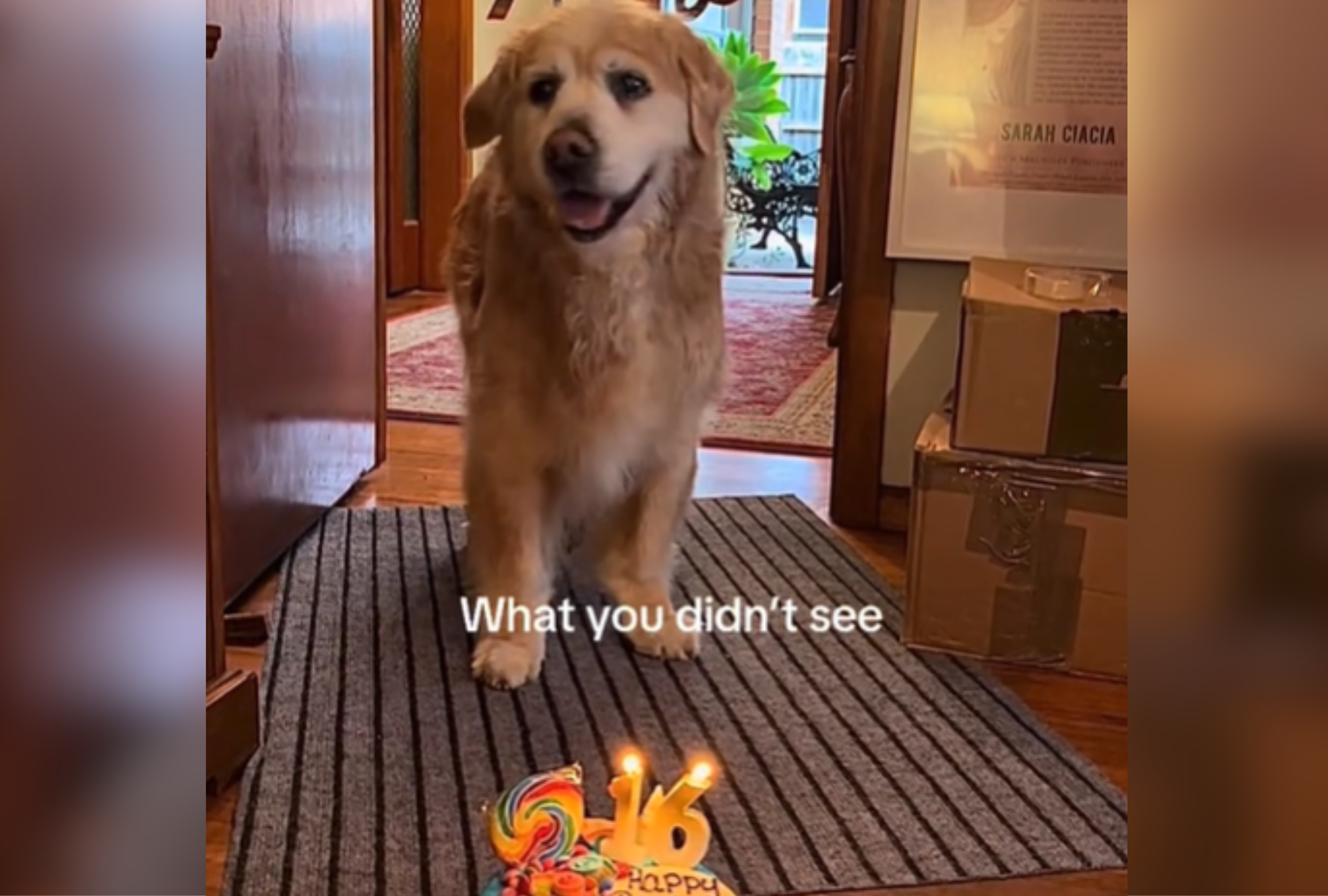 Golden Retriever Sets Fur on Fire at 16th Birthday Party [Video]