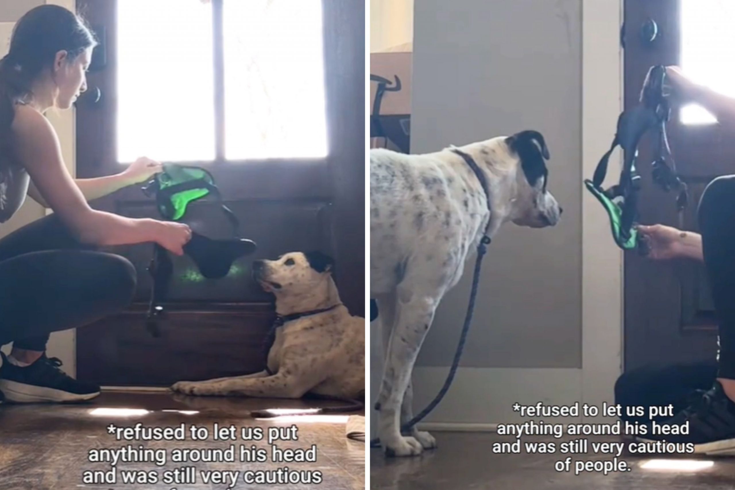 Rescue Dog Too Scared to Even Wear a Harness Now Unrecognizable: ‘So Proud’ [Video]