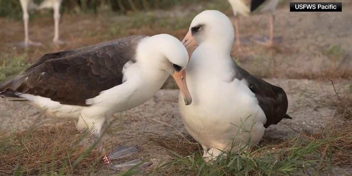 Worlds oldest-known wild bird, 74, lays another egg [Video]