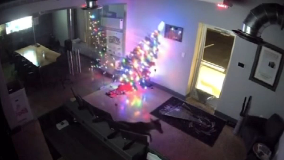 Deer breaks into New Jersey business, tackles Christmas Tree  NBC Los Angeles [Video]