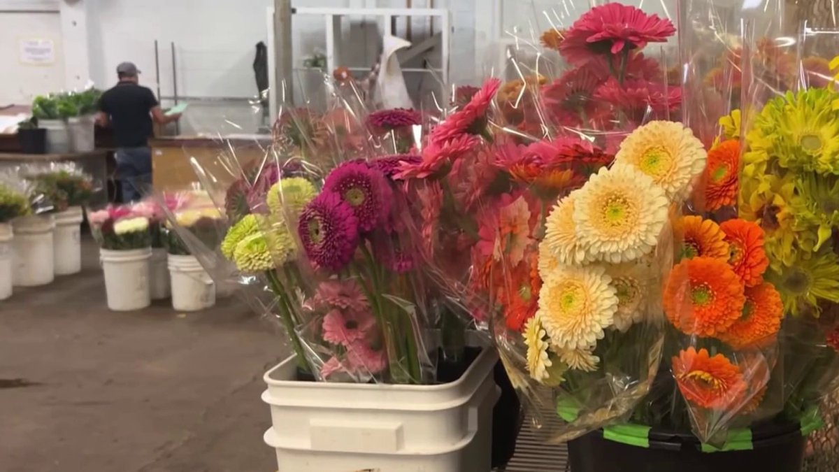 San Francisco Flower Market moving and shifting its business plan  NBC Bay Area [Video]