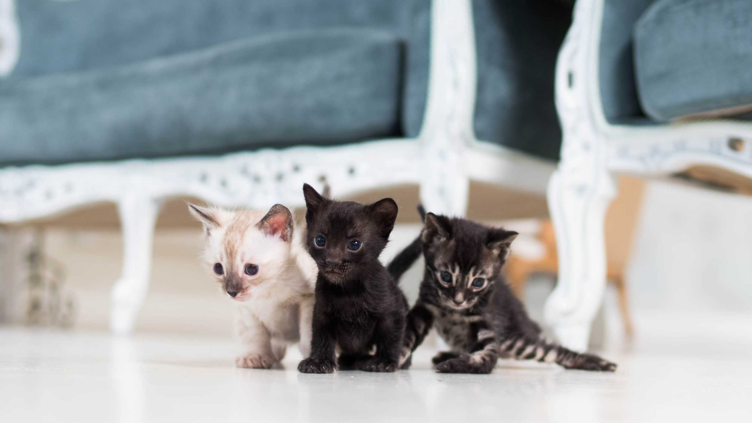 Woman Spots Sign Saying ‘Free Kittens,’ She Knows What to Do [Video]