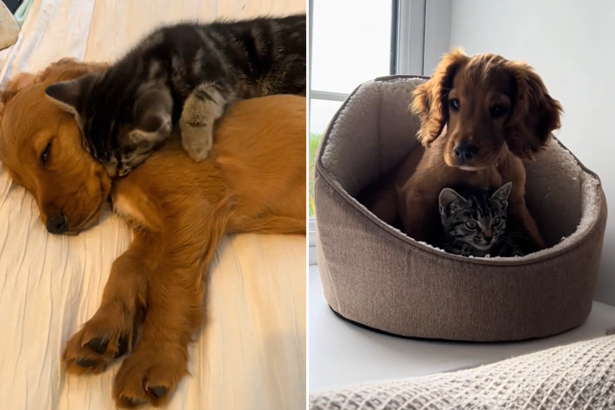 Hearts Melt as Spaniel Puppy and Kitten Become Unlikely ‘Best Friends’ [Video]