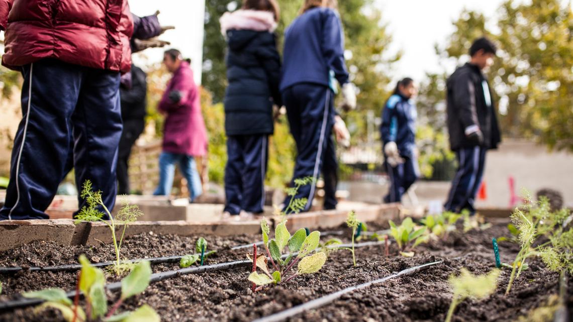 Applications open for Arkansas farm to school program [Video]