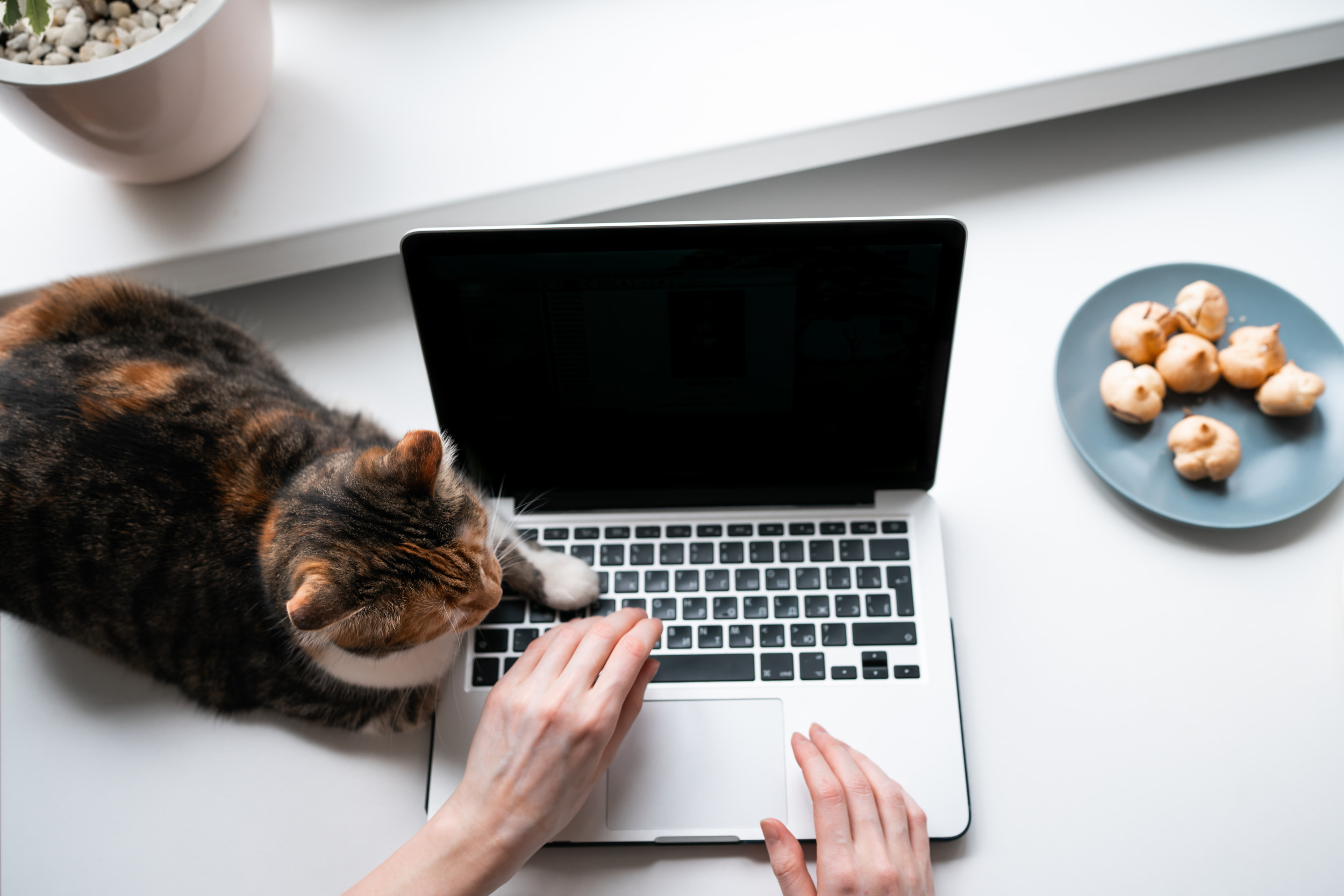 Woman WFH Turns Down Cat’s ‘Cuddle Request,’ Unprepared for What He Does [Video]